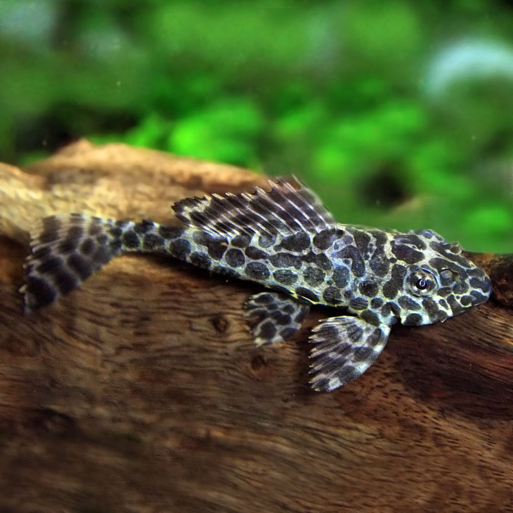 Amazon | (熱帯魚)セルフィンプレコ （約3-5cm）＜20匹＞[生体] | 観賞